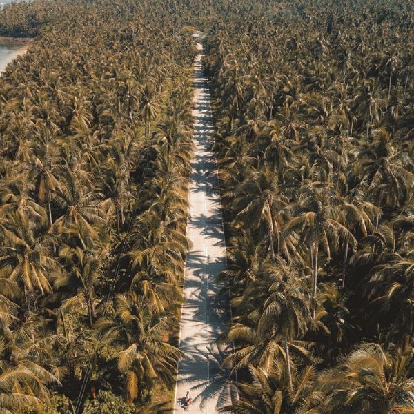 Coconut Bowls Distributor Supplier