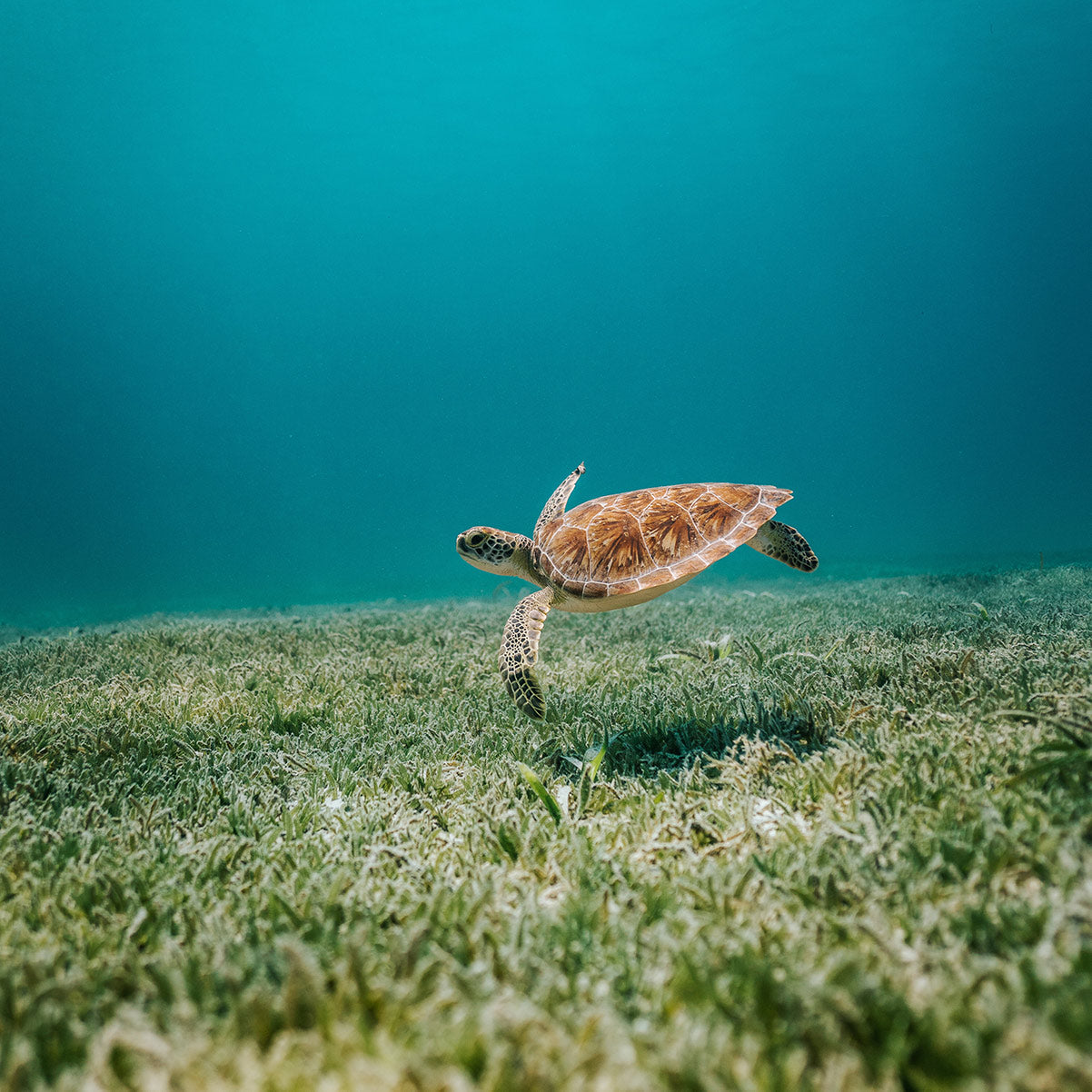 Are single-use plastics still banned