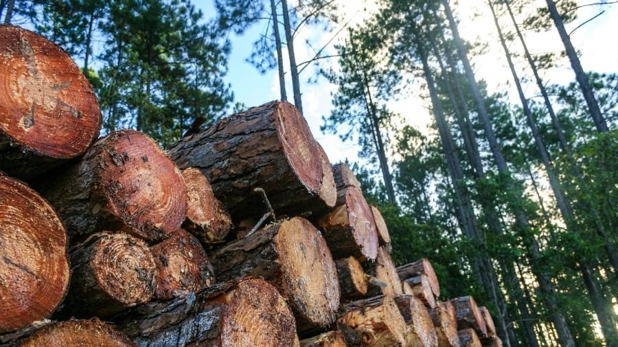 Why Sustainable Wood is the Future