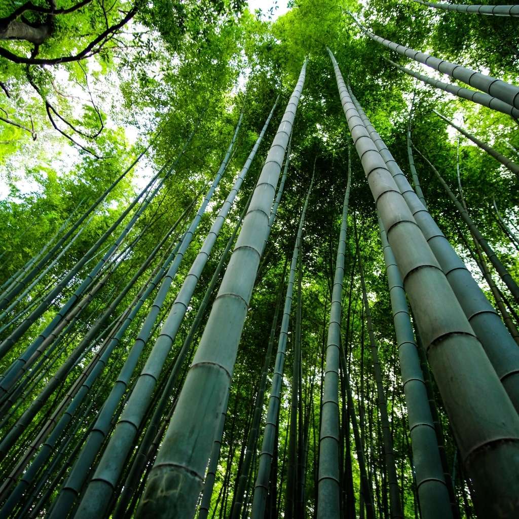 can bamboo be grown in the UK